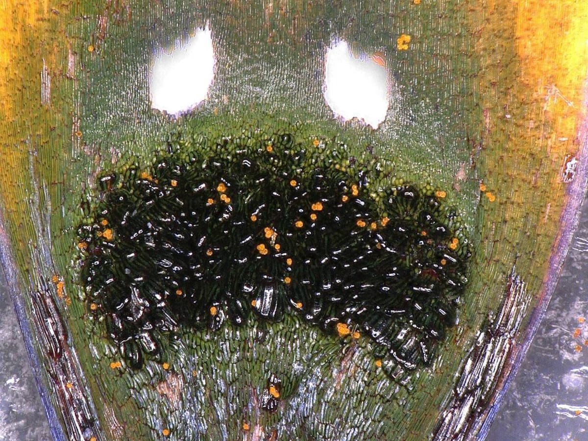 Microscopic Image of False Flower Fly