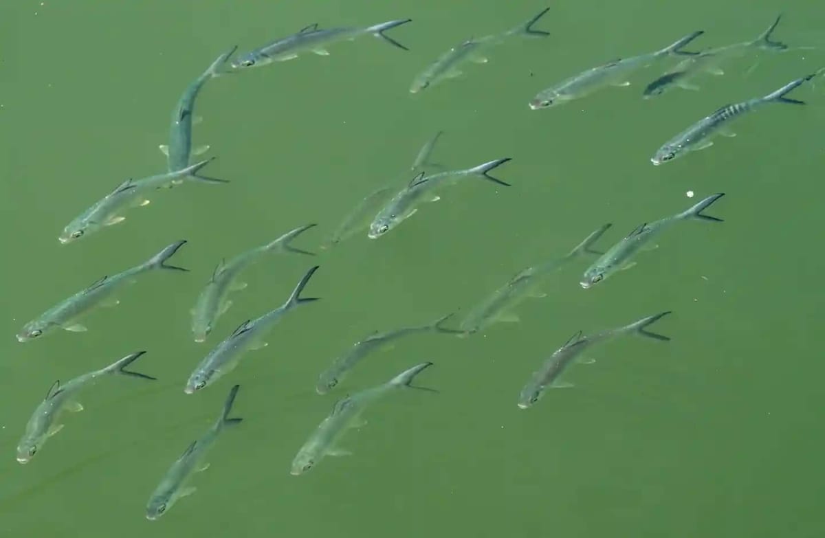 Fish in the Singapore River