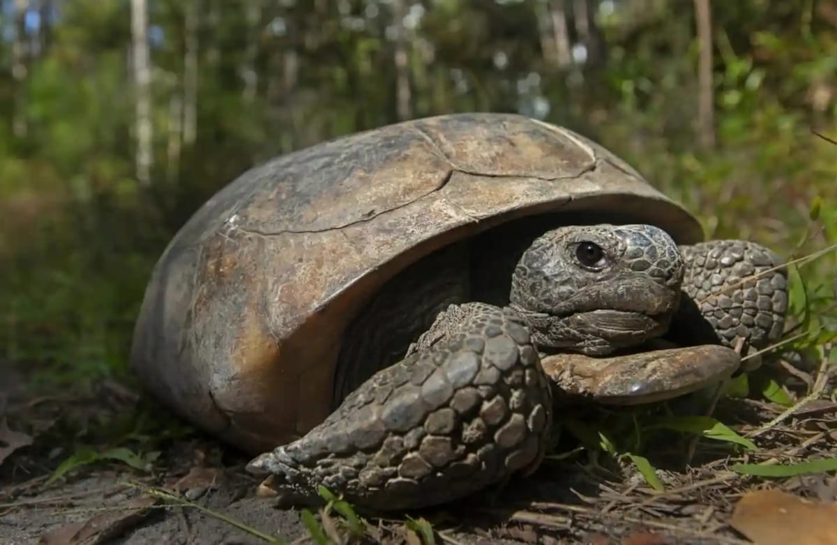A loggerhead turtle in Florida State Park