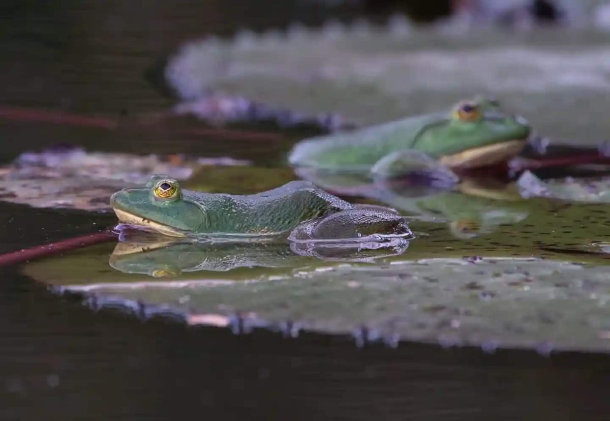 Green frogs in a pond in Sri Lanka