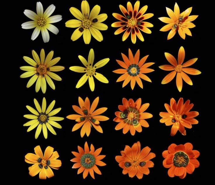 Types of Gorteria Diffusa flowers