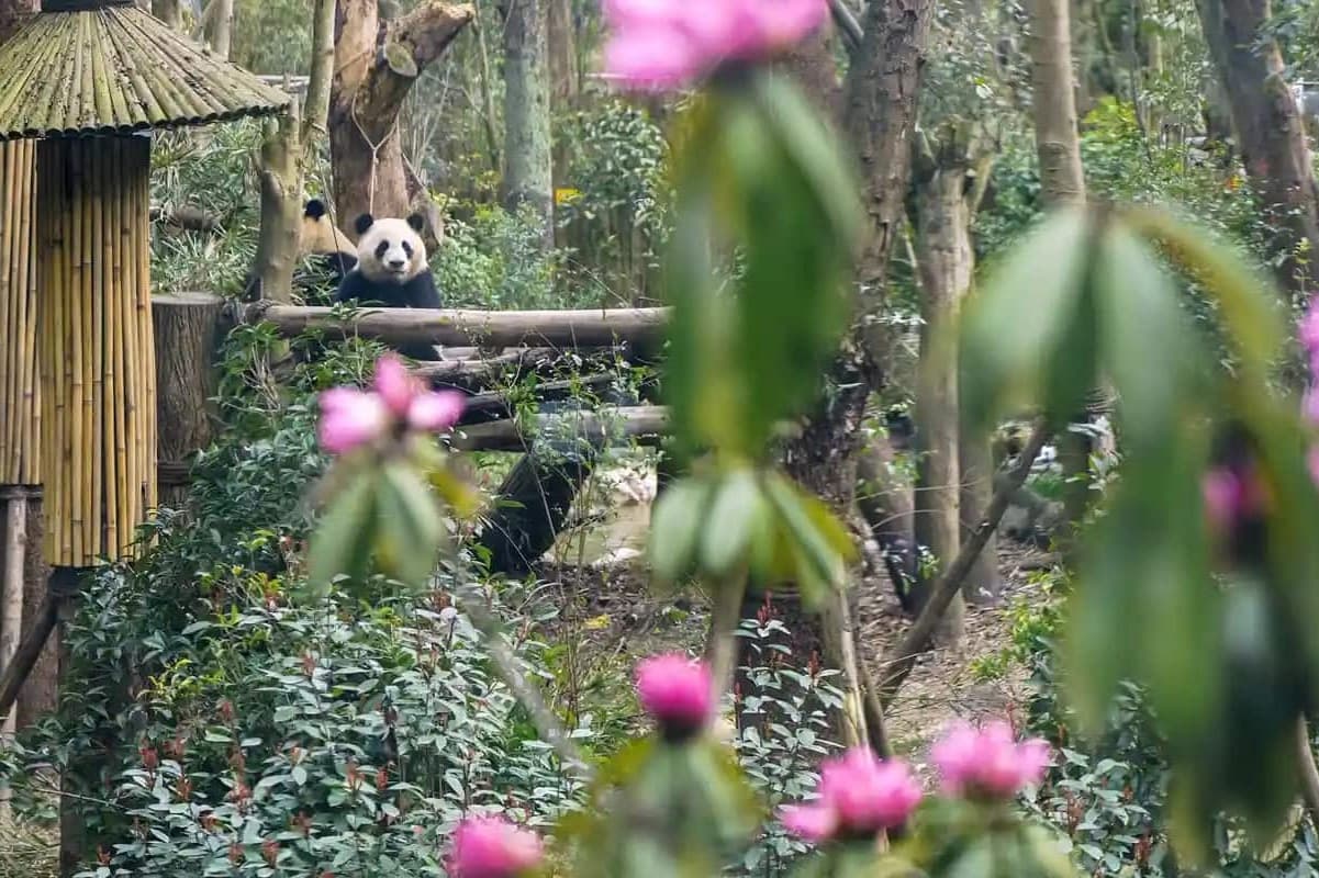 Panda and Azalea Bloom