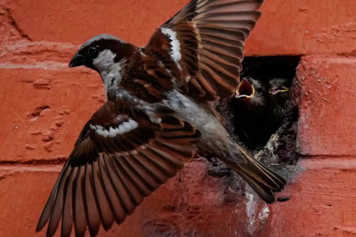 A sparrow feeds its chicks in a hole in a building in Lalitpur, Nepal. | Photo: Skanda Gautam/Zuma Press Wire/Rex