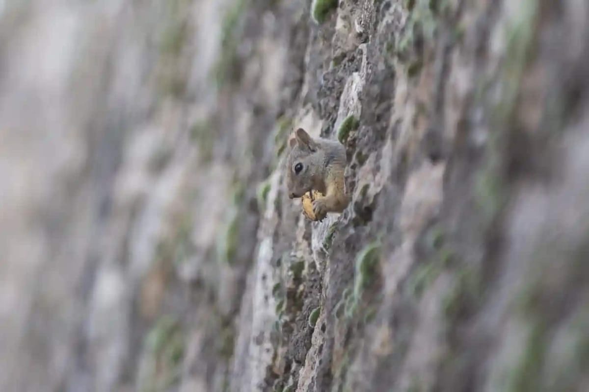 A squirrel in Turkey