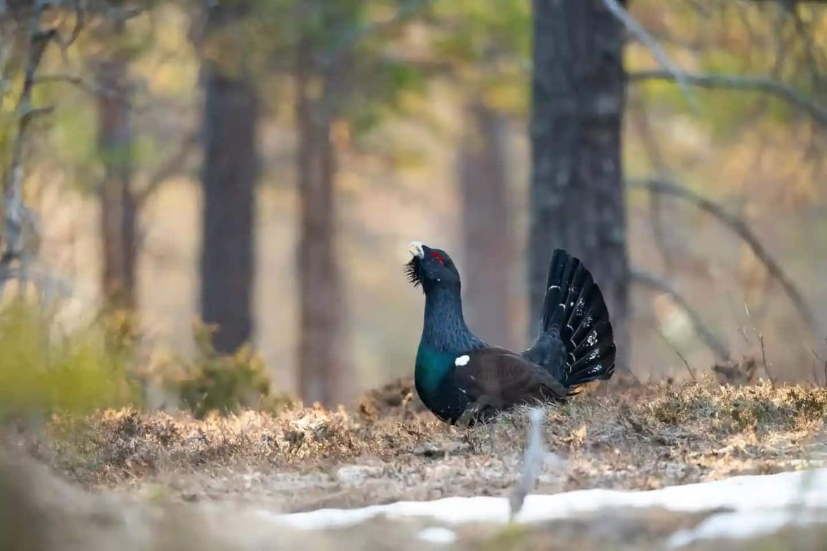 A Capercaillie bird in the Eastern French mountains